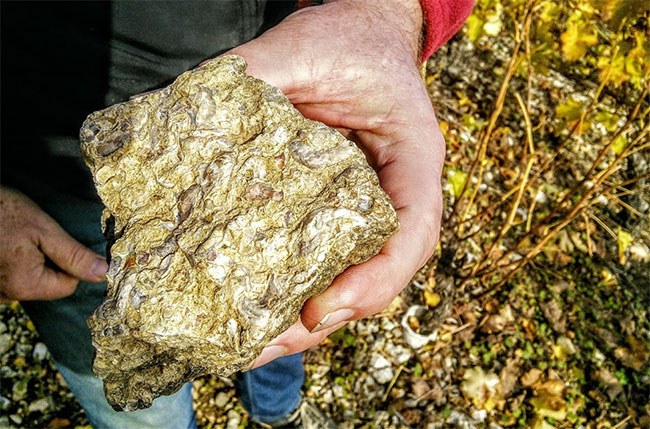 Kimmeridgean limestone, loire