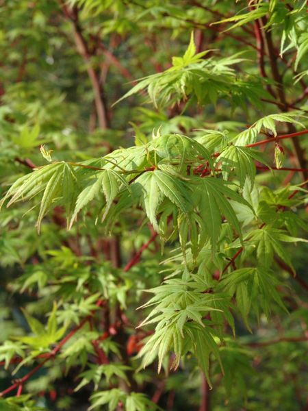 acer palmatum sangokaku