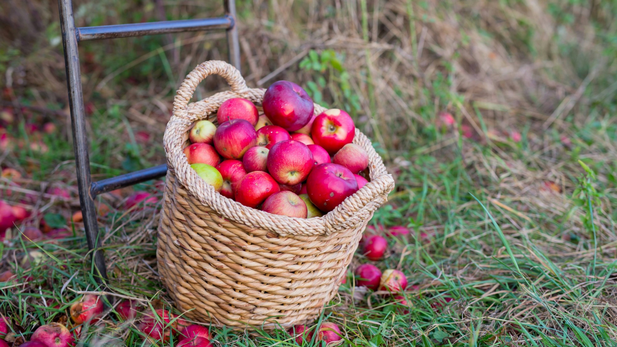 Heirloom apples in basket in apple orchard