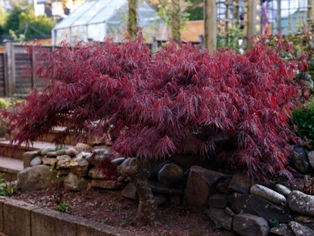 Dark Colored Japanese Weeping Maple Tree