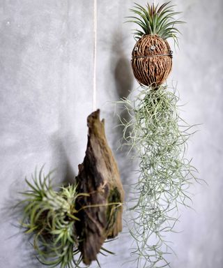 air plants on hanging wooden decorations