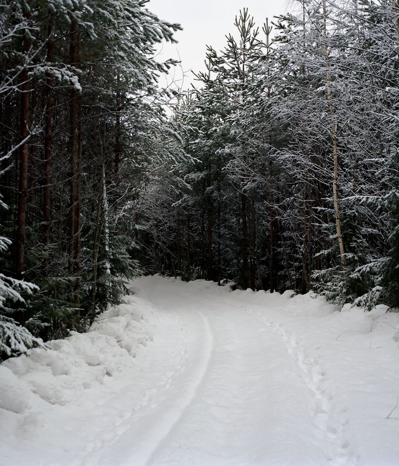 Felicia Honkasalo photo of snow covered road in forest