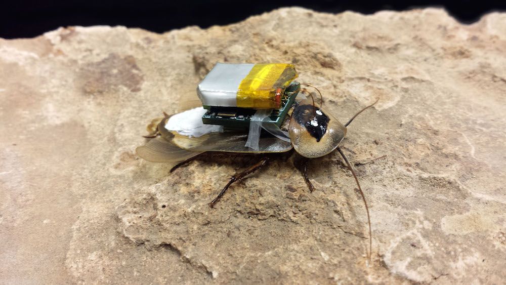 Cyborg cockroach