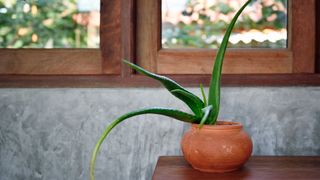 Aloe Vera (Aloe barbadensis miller)