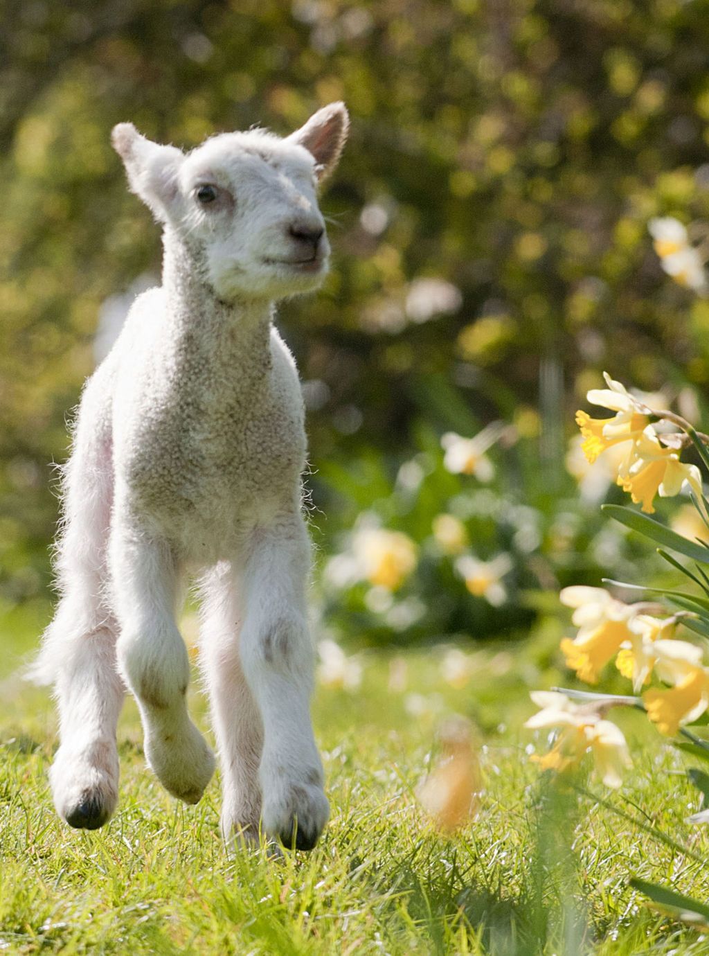 Spring Baby Animals | Woman & Home