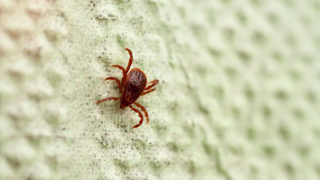 A red chigger bug on a leaf