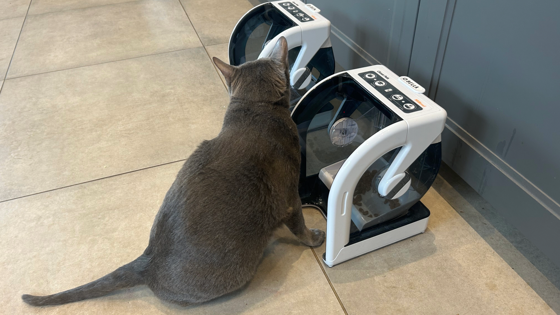 Cat sitting in front of a microchip cat feeder with another one in the background