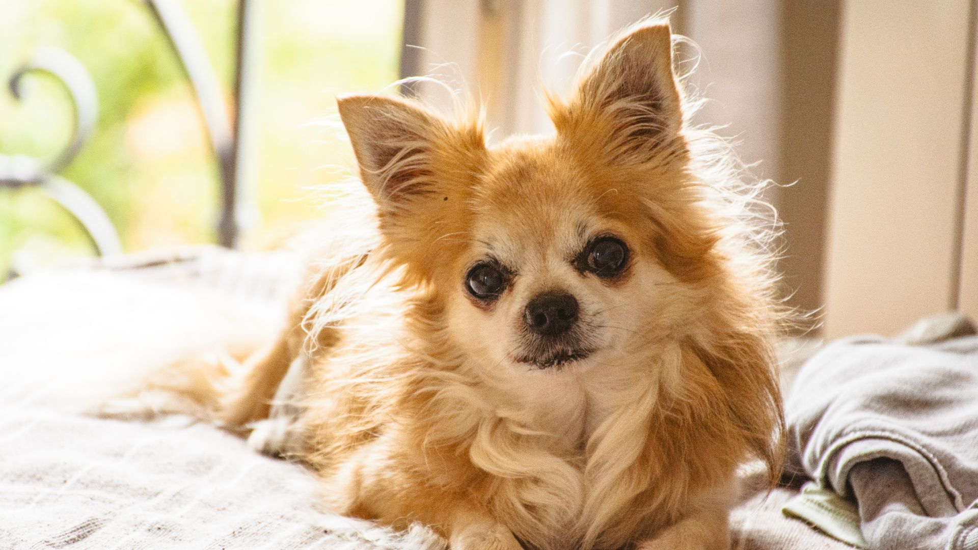 Chihuahua lying on the bed