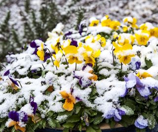 Winter pansies covered in snow