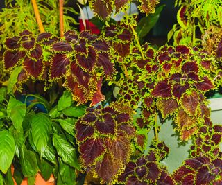 coleus plants showing rich foliage in backyard display