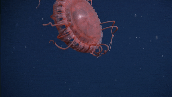 The newfound Atolla jellyfish has some curly tentacles.