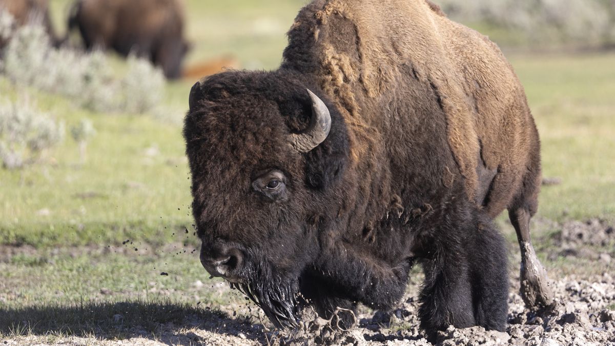 Bison wallowing in mud