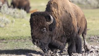 Bison wallowing in mud