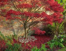 Japanese maples offer a dramatic backdrop to the snowdrops at Thenford. Credit: Clive Nichols