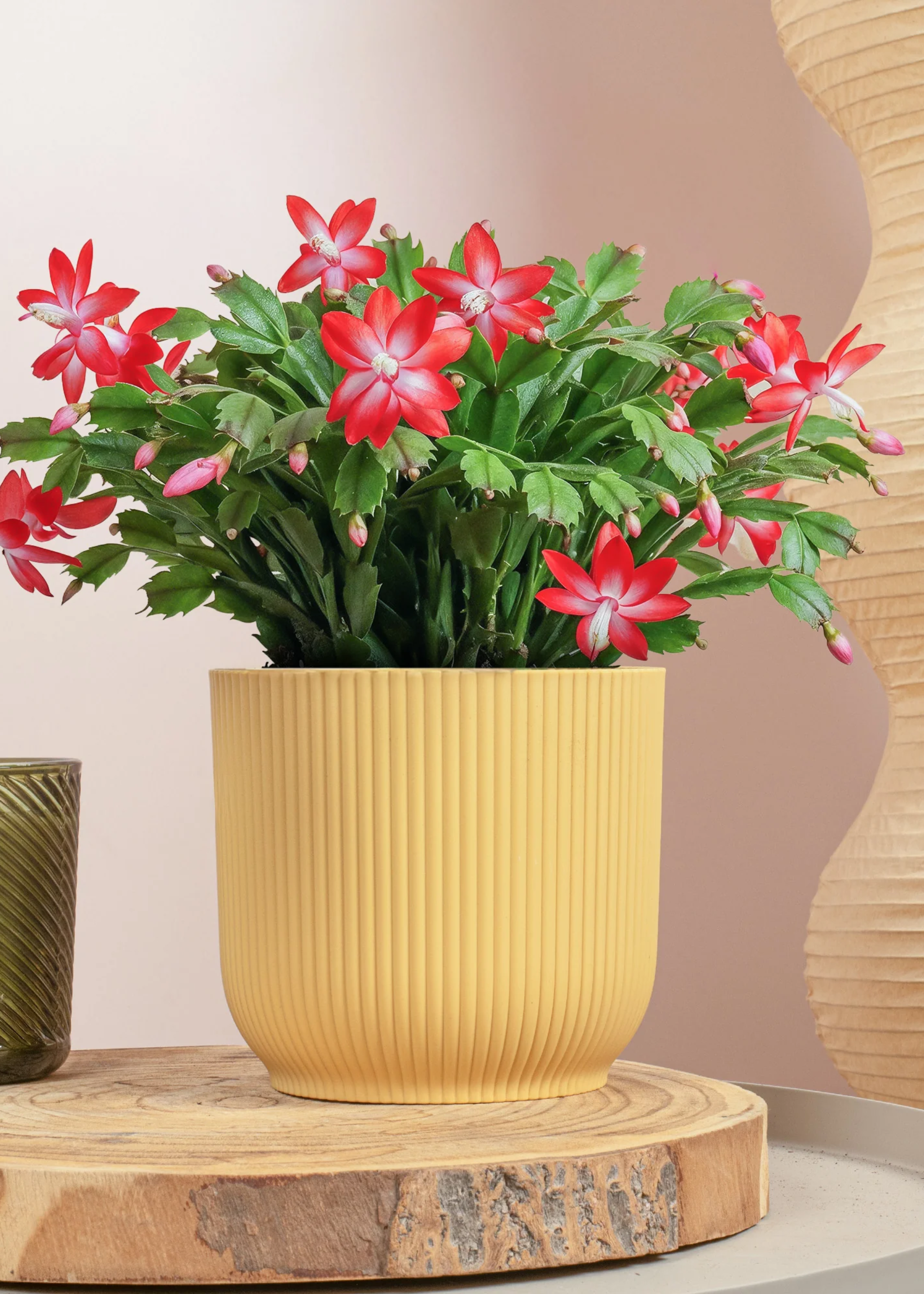 A pink Christmas cactus in a ribbed yellow planter on a wooden board