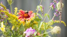 Plants for pollinators