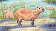 An illustration of several small four-legged mammals next to a river.
