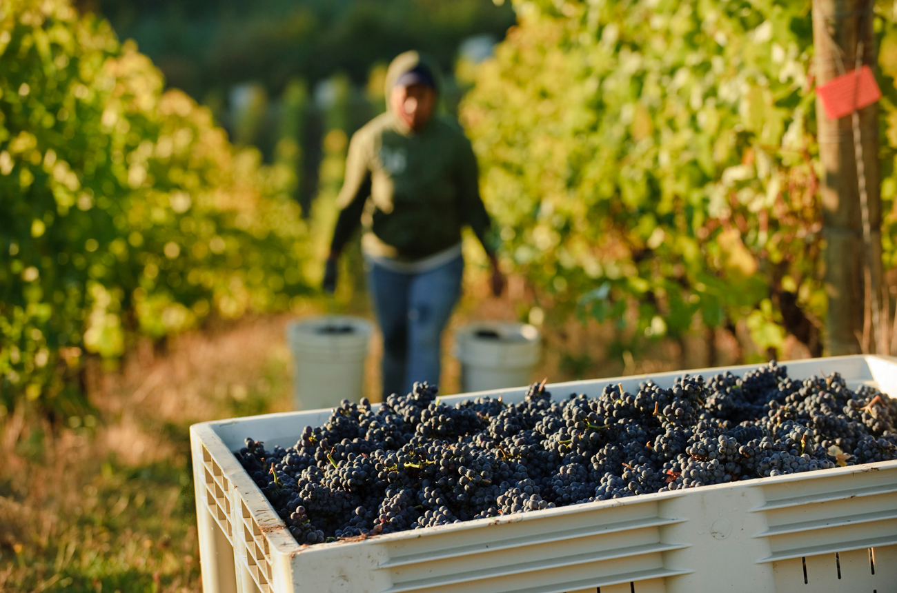 harvest worker carrying grapes