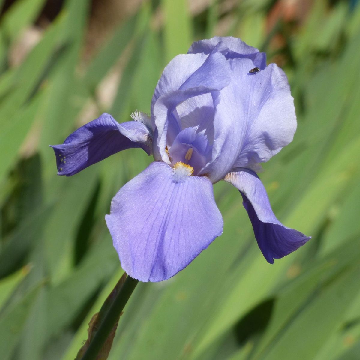 Iris Flower Changing Color Information On Why An Iris Turns Color 