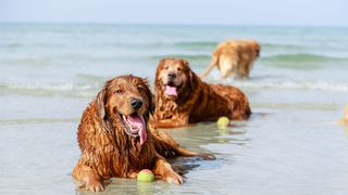 Dogs playing with balls at the beach