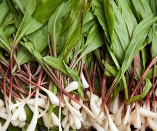 A harvest of ramps, a type of perennial onion