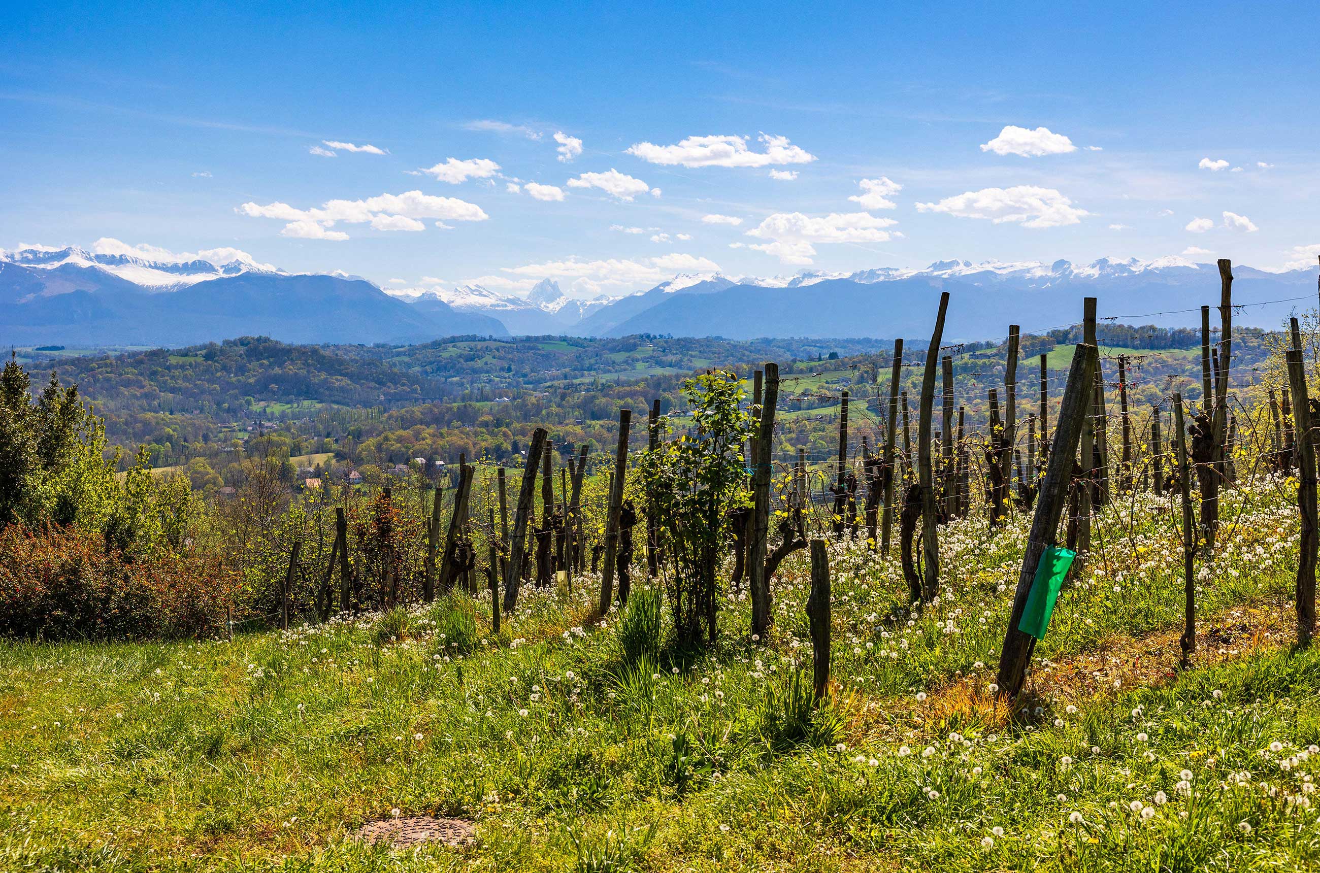 Vineyards of Juran&ccedil;on