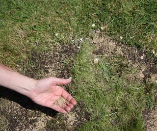 Sowing grass seed over a bare path on a lawn