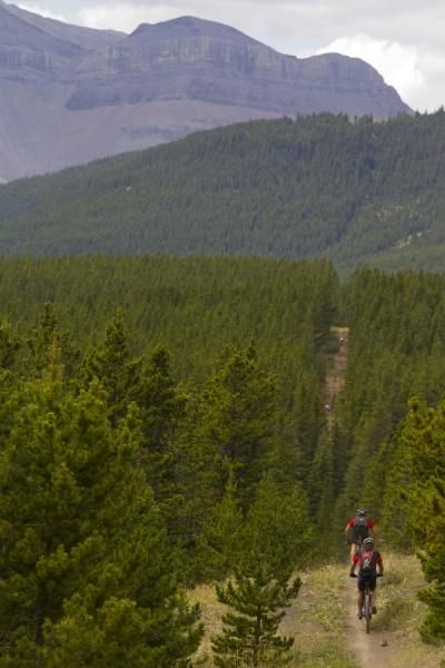 Stage 4 took riders through dense pine forest