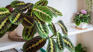 Prayer plant on shelf