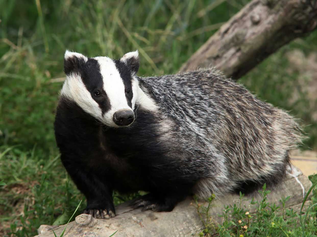 020816-wd-badger.jpg