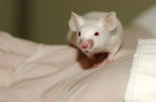 A white mouse used in science research
