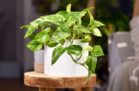 Pothos: from $9 at Walmart