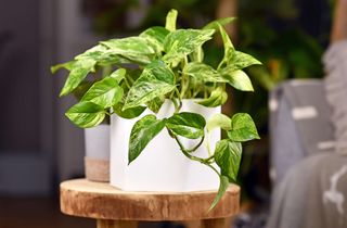 Variegated pothos on a wooden stool