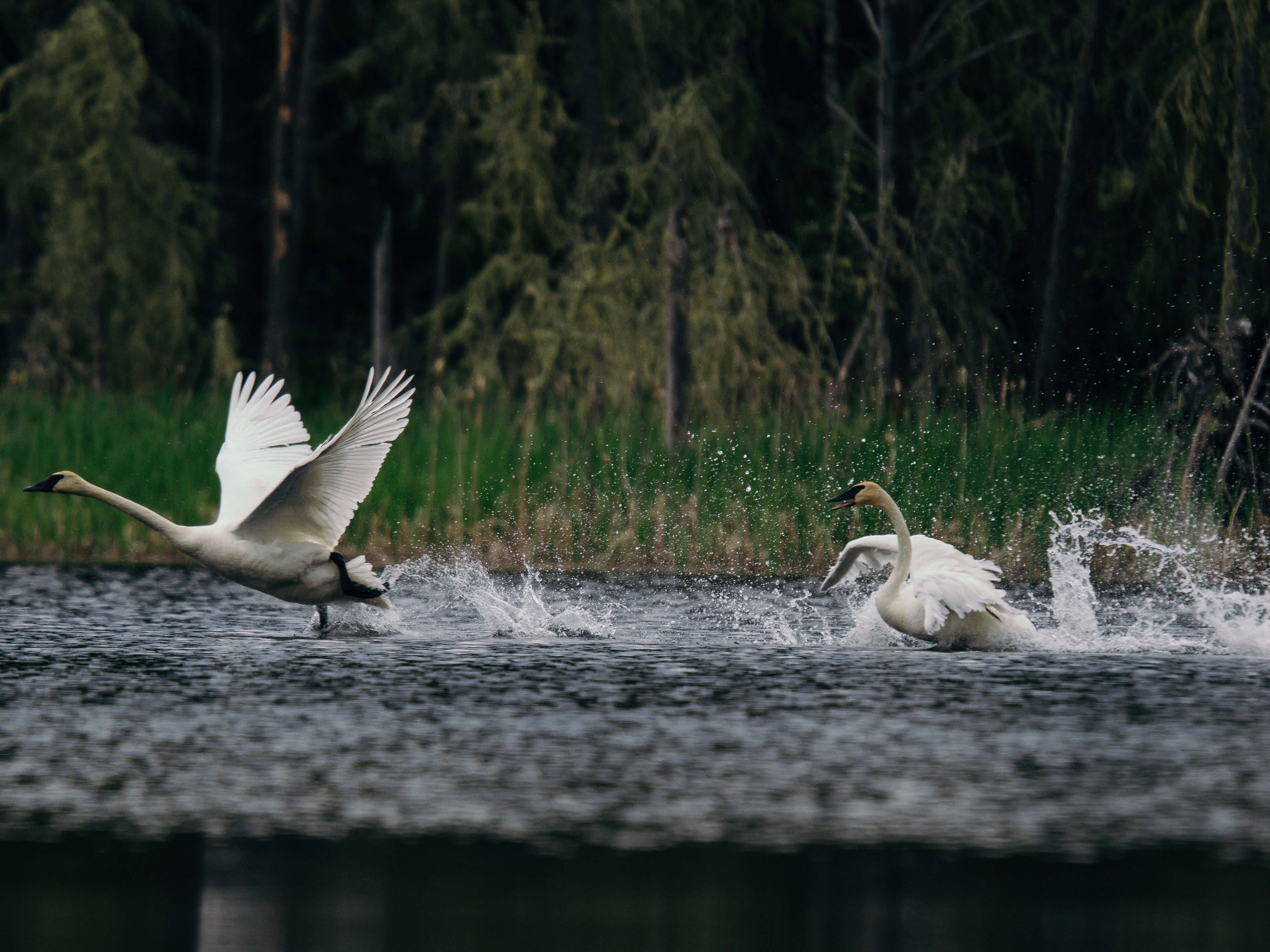 Wildlife photography of birds in a lake