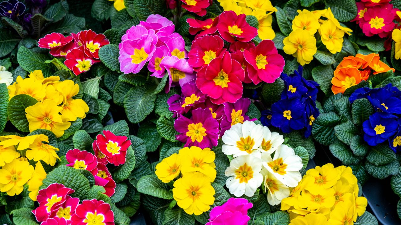 Colorful primroses