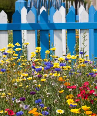 blue and white striped picket fence in front of a wildflower patch