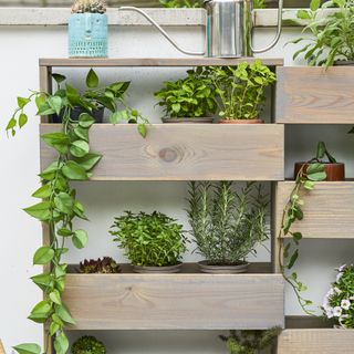 room with wooden shelves having green plants in pots