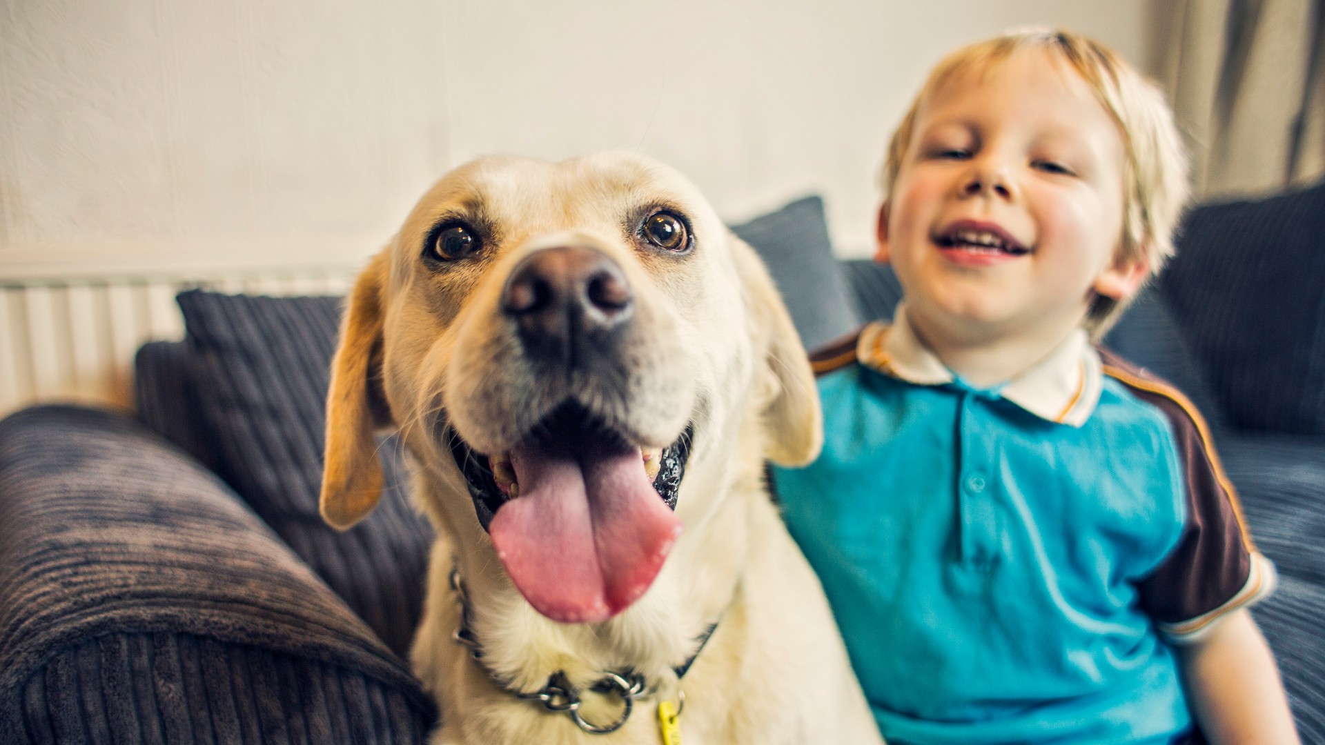 Labrador Retriever: Breed profile | PetsRadar