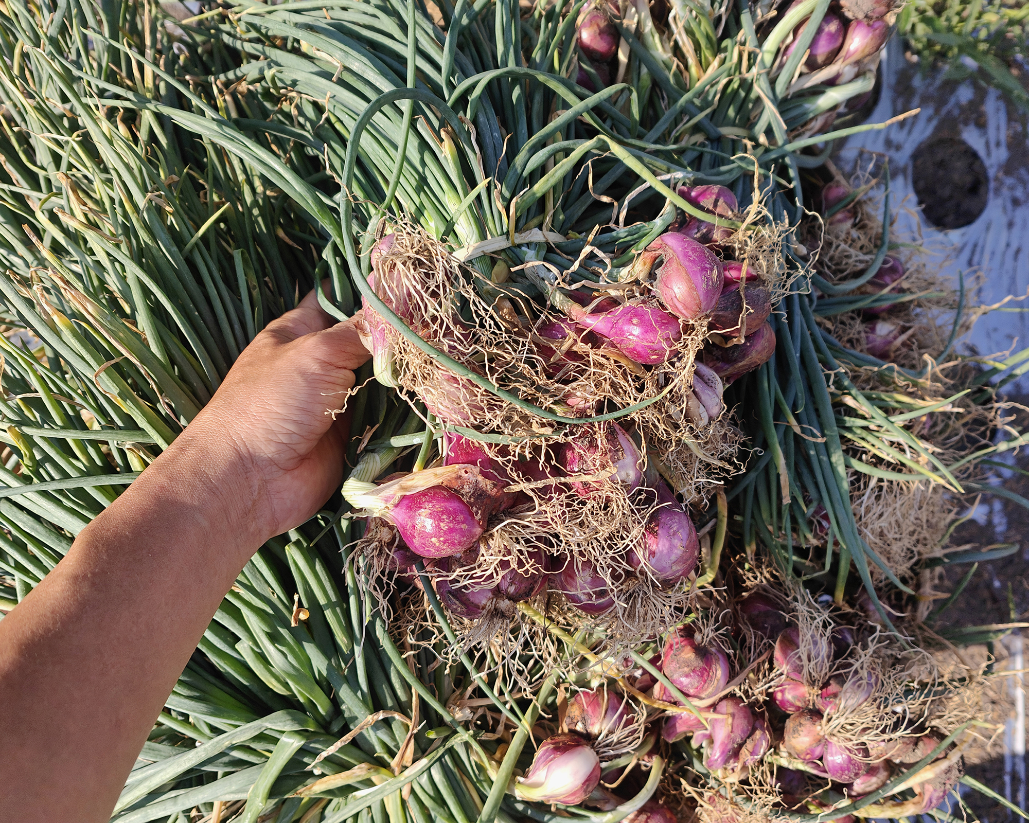 Farmer&amp;rsquo;s hand gripping a freshly harvested bundle of shallots, their roots still covered in soil