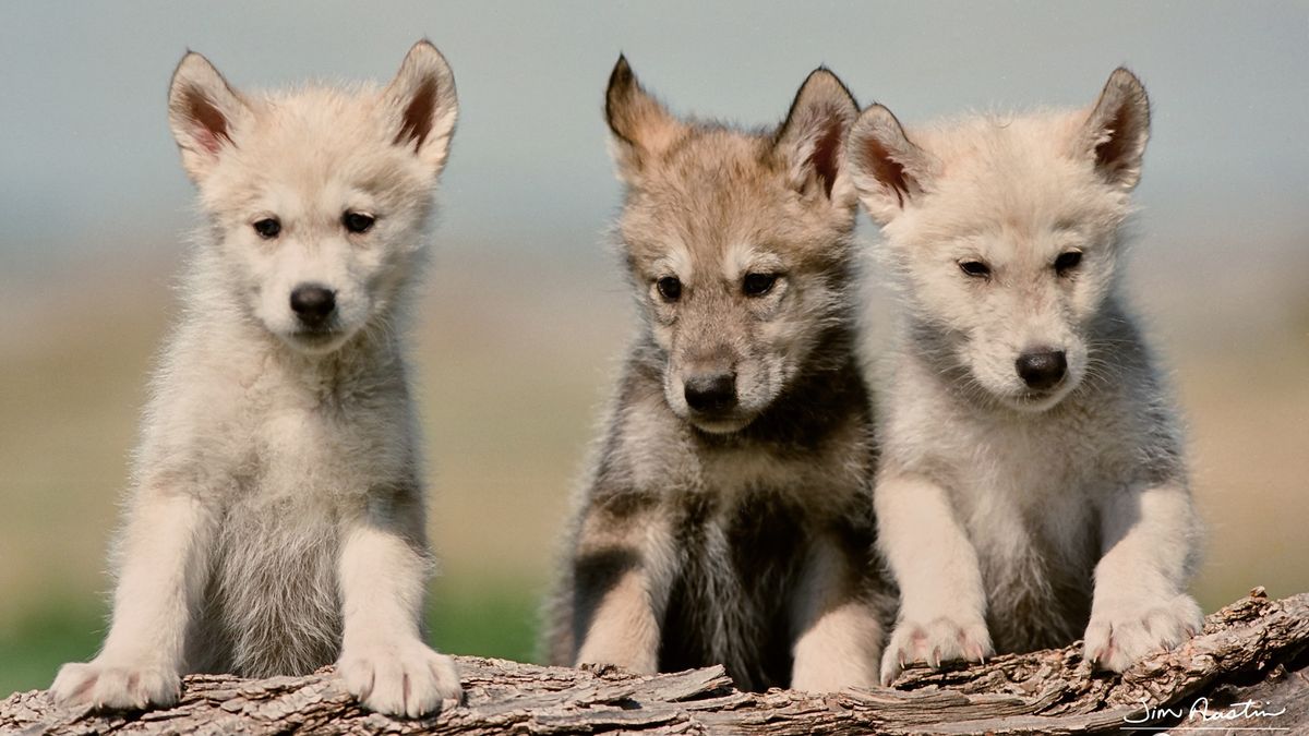 wolf pups