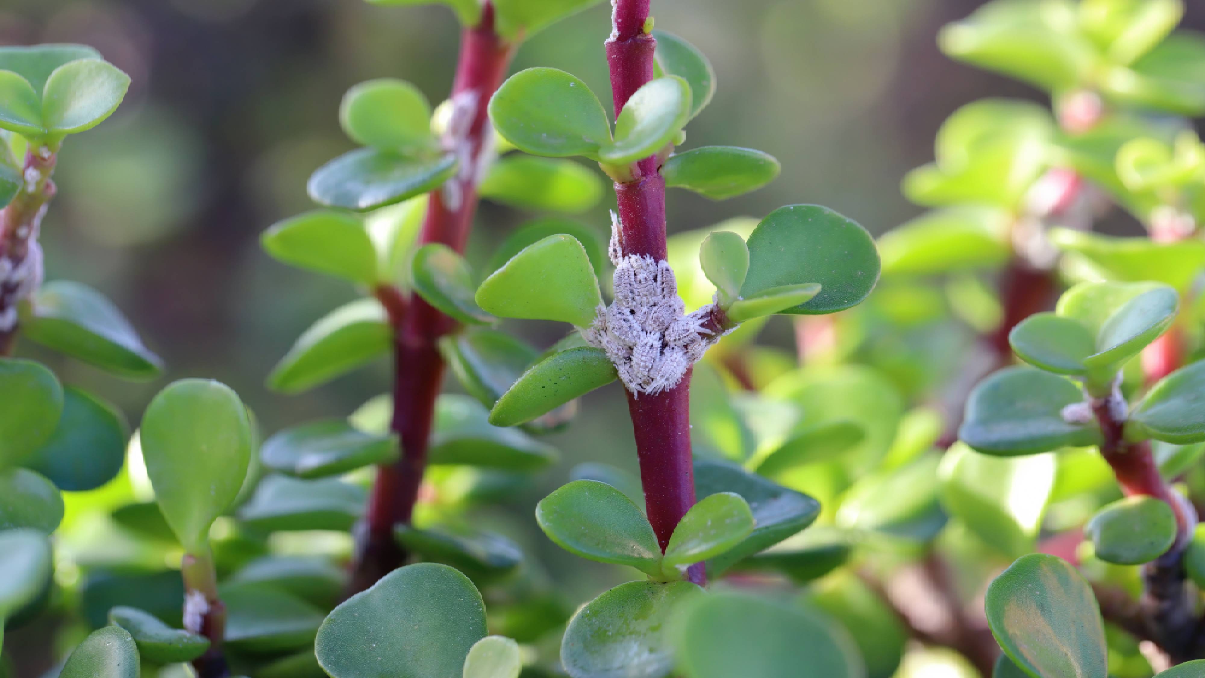Jade plant infested with mealybugs