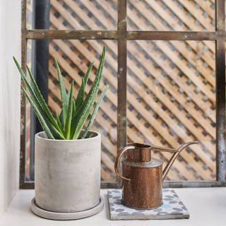 alovera plant in a ceramic pot on windowsil