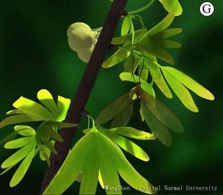 Can you find the hangingfly? Here, an artist's reconstruction of the hangingfly J. ginkgofolia on the leaves of the ginkgo-like tree Y. capituliformis, which it mimicked some 165 million years ago.
