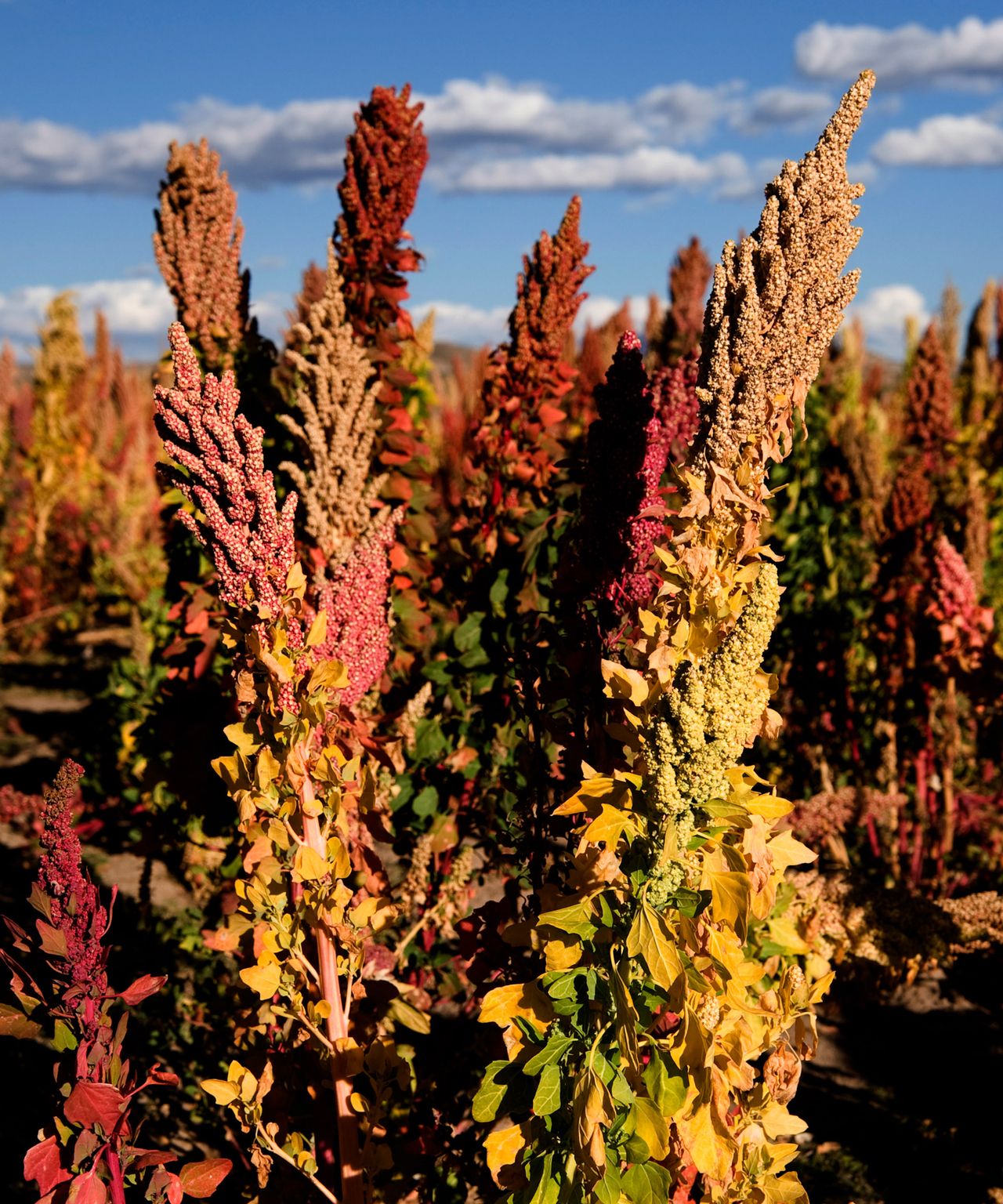 How to grow quinoa expert tips for this useful supergrain Homes & Gardens