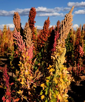 How to grow quinoa – expert tips for this useful supergrain | Homes and