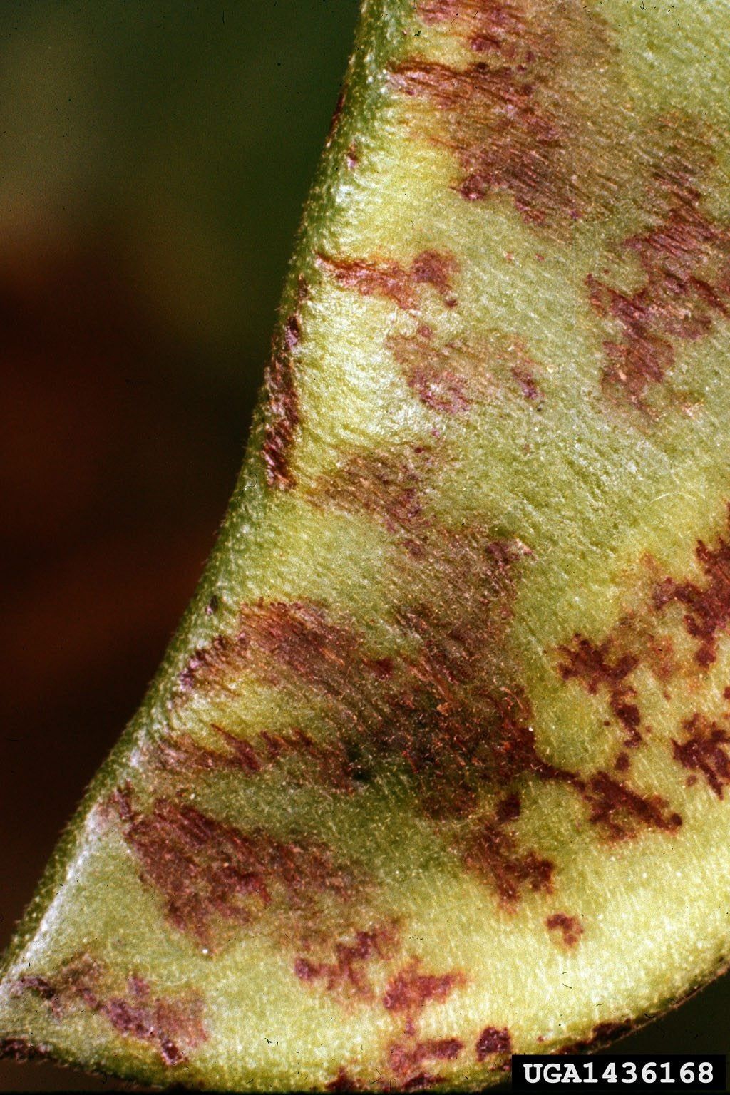 Lima Bean Disease On Bean