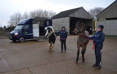 Lordships-Stud-welcomes-two-young-rescue-horses-from-World-Horse-Welfare-Jan-2015-media.jpg