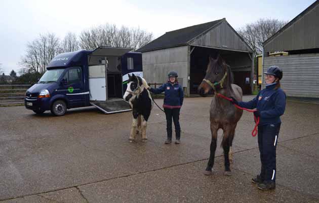 Lordships-Stud-welcomes-two-young-rescue-horses-from-World-Horse-Welfare-Jan-2015-media.jpg