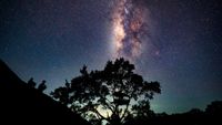 A silhouetted tree is shown at night with the glowing band of the Milky Way streaking vertically through a starry sky above. 
