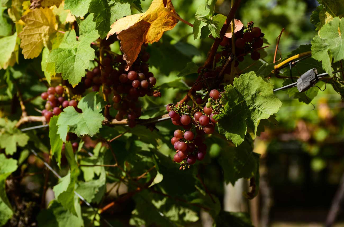 English and Welsh wine